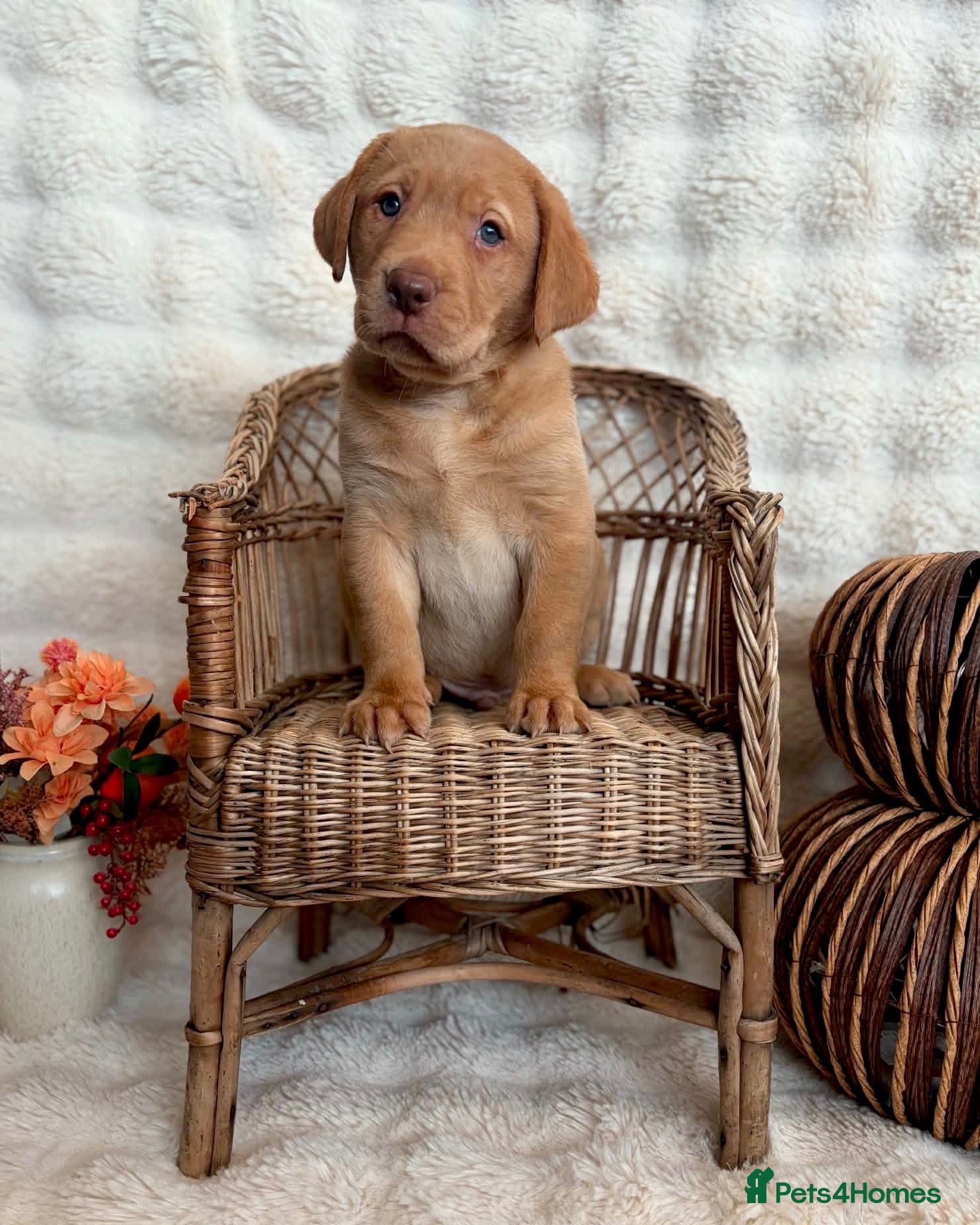 Labrador Retriever dogs STUNNING BIG & CHUNKY MALE LAB PUPPY 🧡 - Advert 1