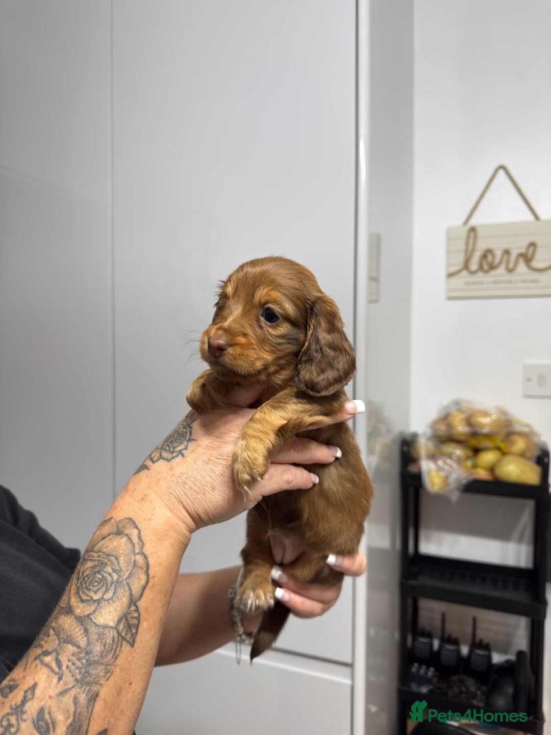 Miniature Dachshund dogs for sale: Beautiful Longhair miniature Dachshund - Image 20