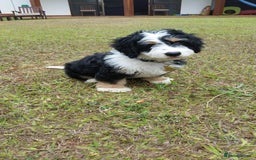 Bernedoodle dogs for sale: Miniature F1bs Bernedoodle Waiting List - Image 9