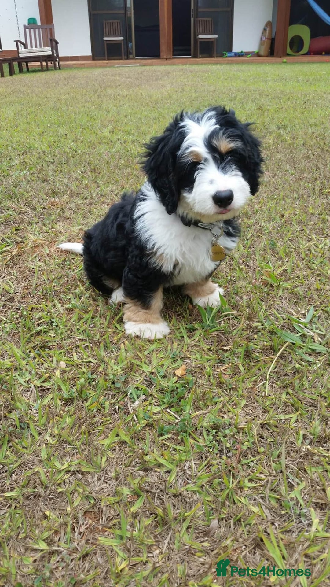 Bernedoodle dogs for sale: Miniature F1bs Bernedoodle Waiting List - Image 9