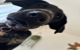 Mixed Breed dogs for sale: Pointer x Chow chow - Advert 5