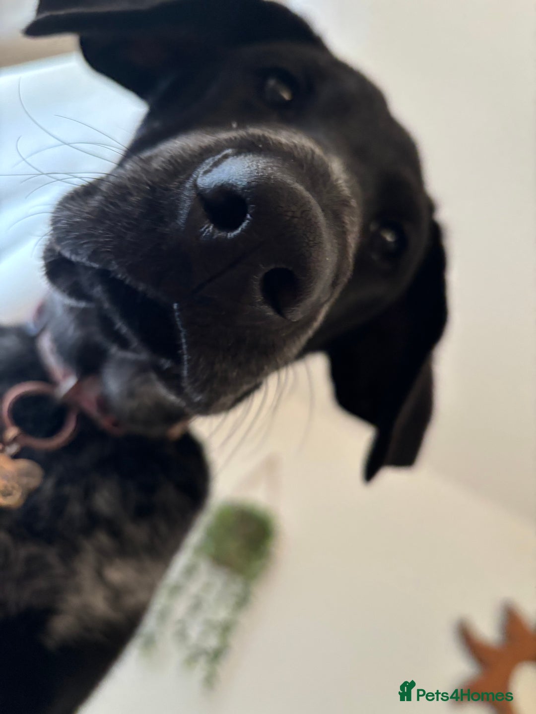 Mixed Breed dogs for sale: Pointer x Chow chow - Advert 5