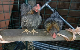 Chickens poultry for sale: 2 handsome serama Cockerells - Image 3