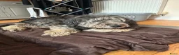 Mixed Breed dogs for adoption: Via - Retirement Home Needed in Colchester - Advert 2