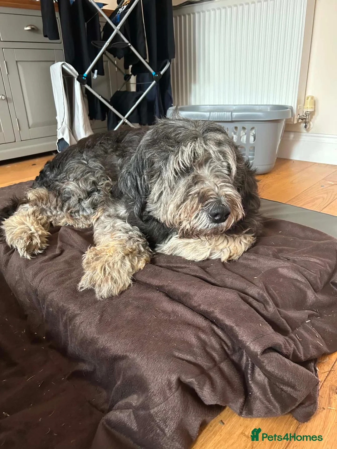 Mixed Breed dogs for adoption: Via - Retirement Home Needed in Colchester - Advert 2