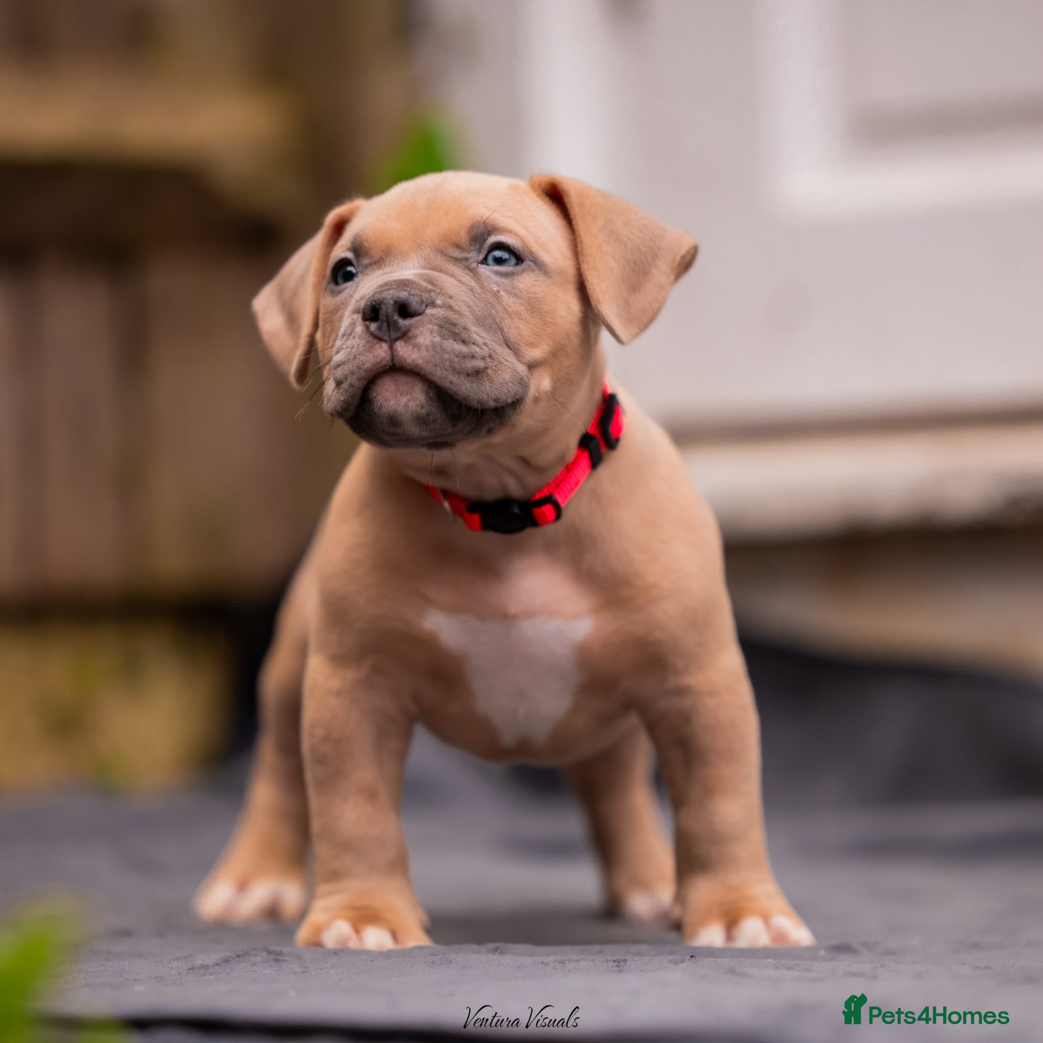 American Bully dogs American Bully Puppies - Advert 1