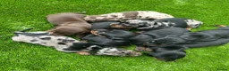 Dachshund dogs for sale: Beautiful Dachshund Puppies  - Advert 2