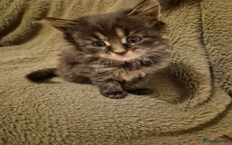 Maine Coon cats for sale: 6 week old Pure Bred Maine Coons for sale. - Image 27