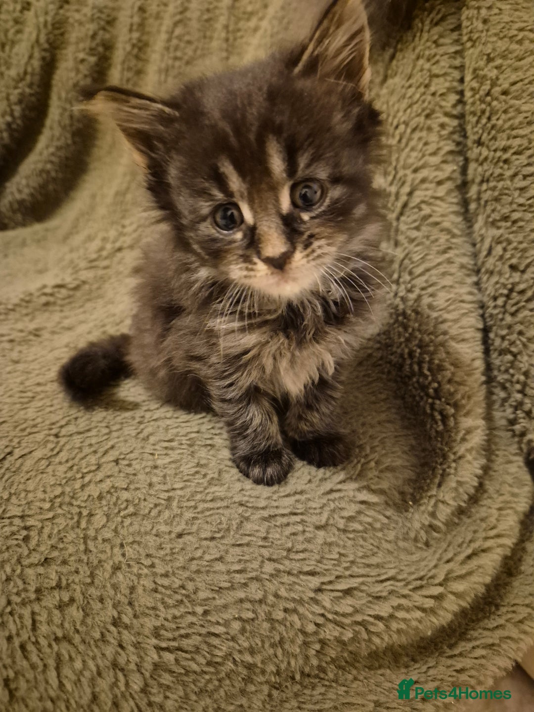 Maine Coon cats for sale: 6 week old Pure Bred Maine Coons for sale. - Image 27