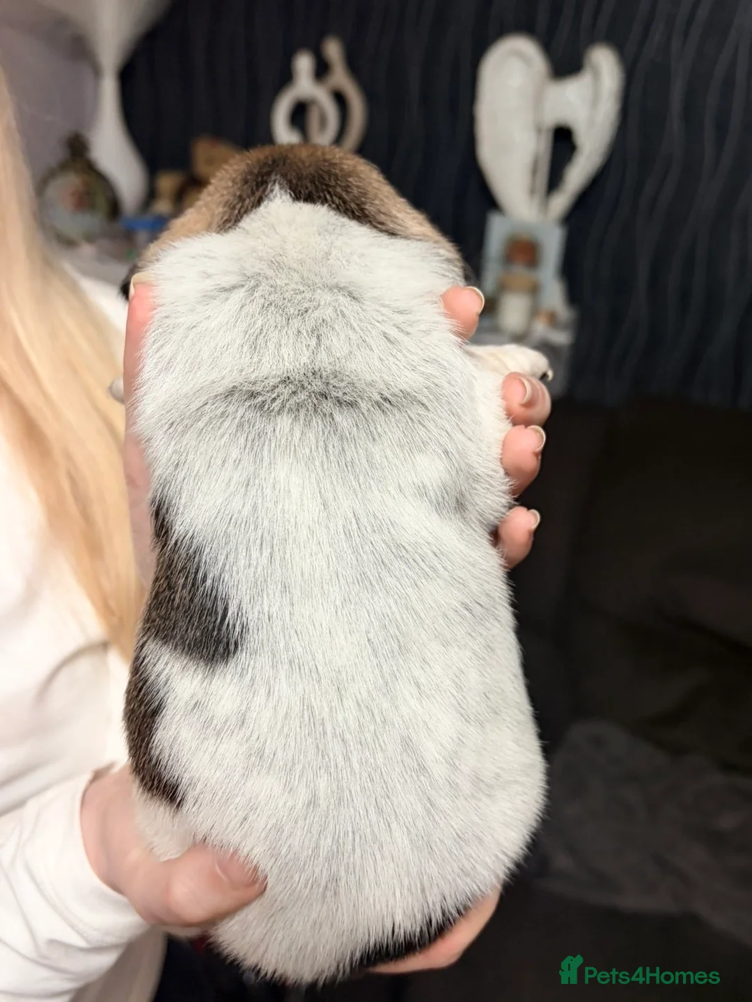 Mixed Breed dogs for sale: Dachshund X Shih Tzu puppies in Runcorn - Advert 5