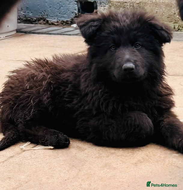 German Shepherd dogs Last one Stunning  KC registered German shepherds  - Advert 9