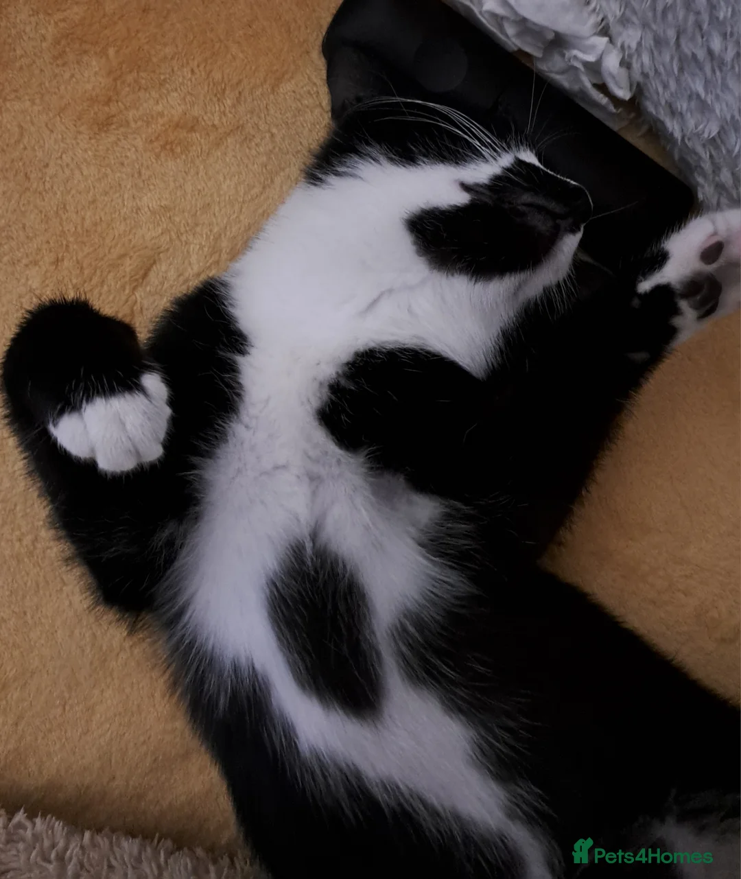 Mixed Breed cats for sale: Sweetest kitten with green eyes needs a home. - Advert 7