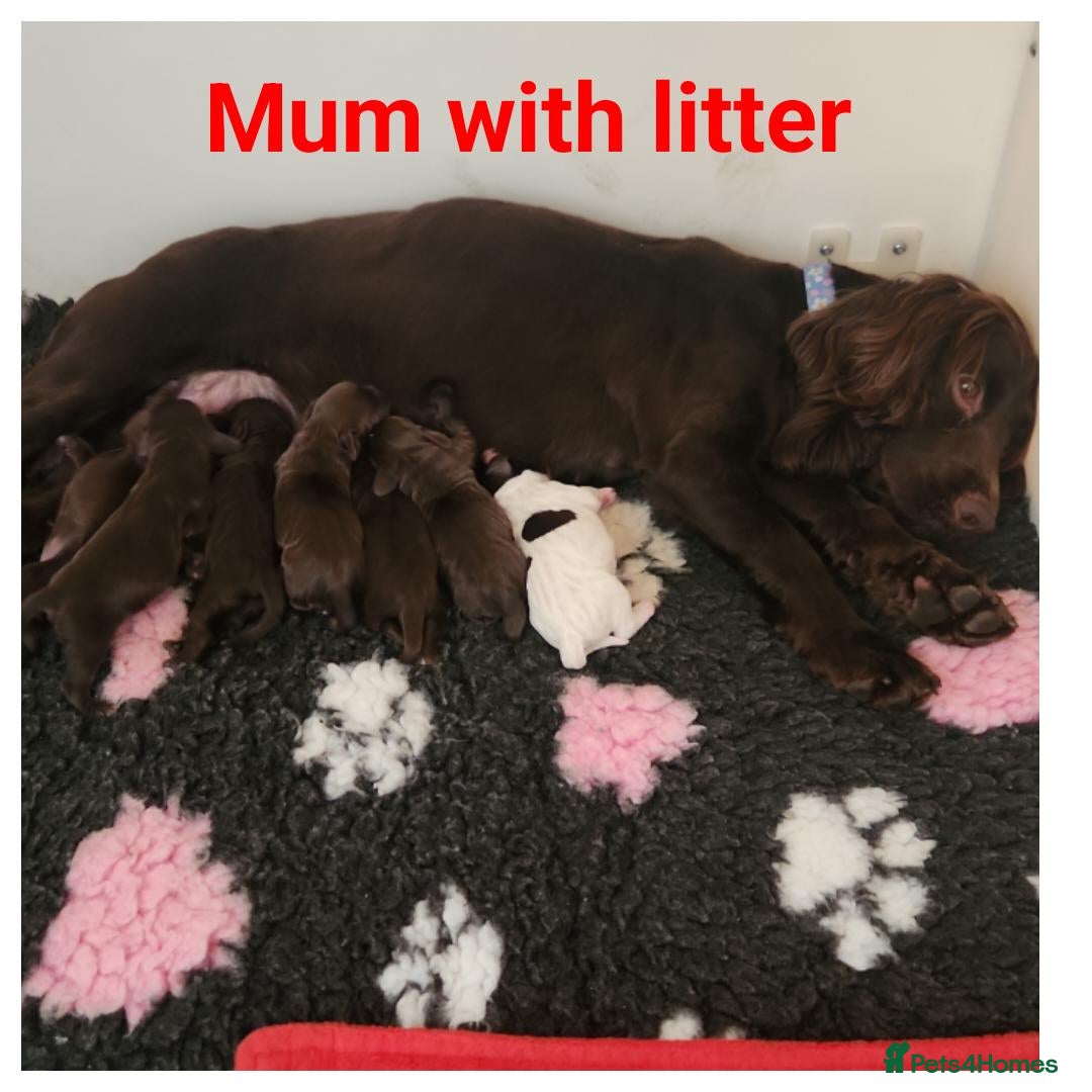 Cocker Spaniel dogs for sale: Stunning KC working cocker spaniel puppies  - Advert 11