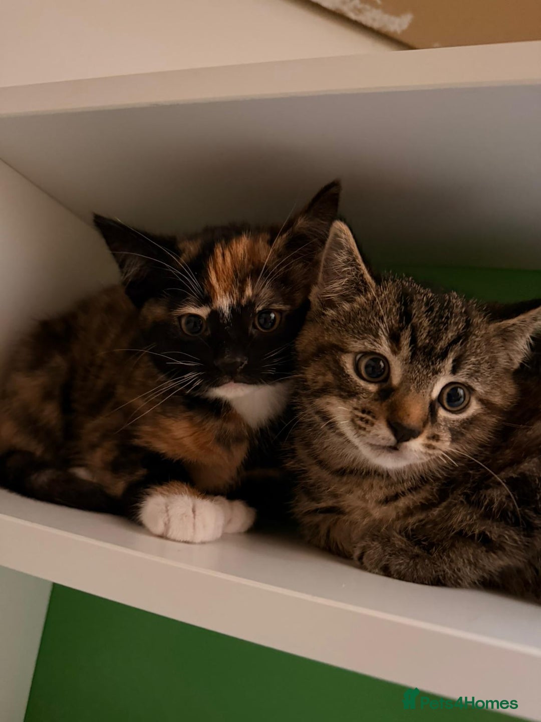 Mixed Breed cats for sale: Very special tortie and white girl - Advert 22