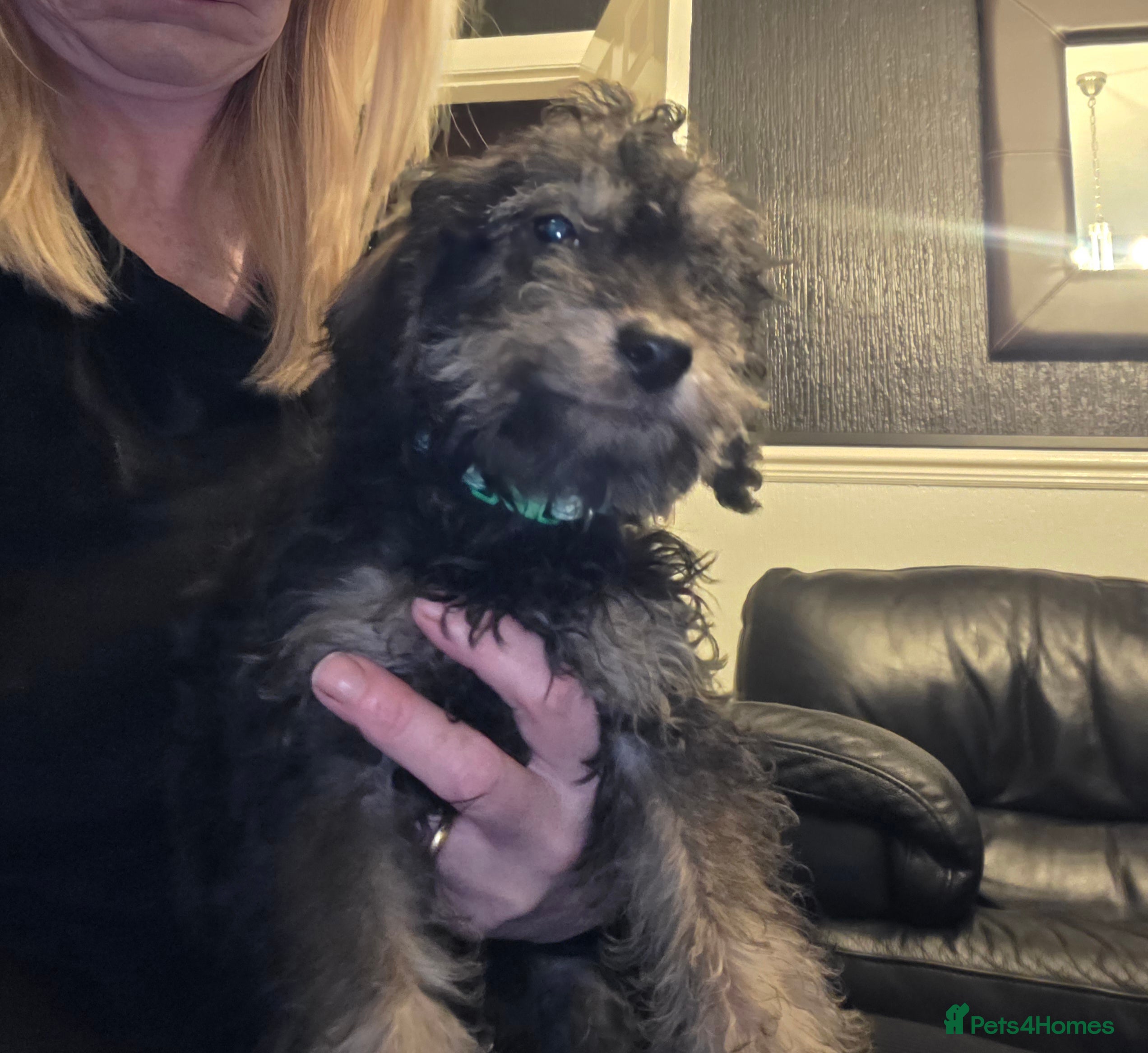 Doxiepoo dogs Beautiful toy poodle phantom rare colour 3/4 pups - Advert 9