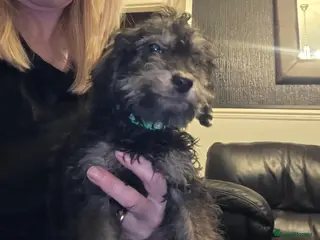 Doxiepoo dogs Beautiful toy poodle phantom rare colour 3/4 pups - Advert 9