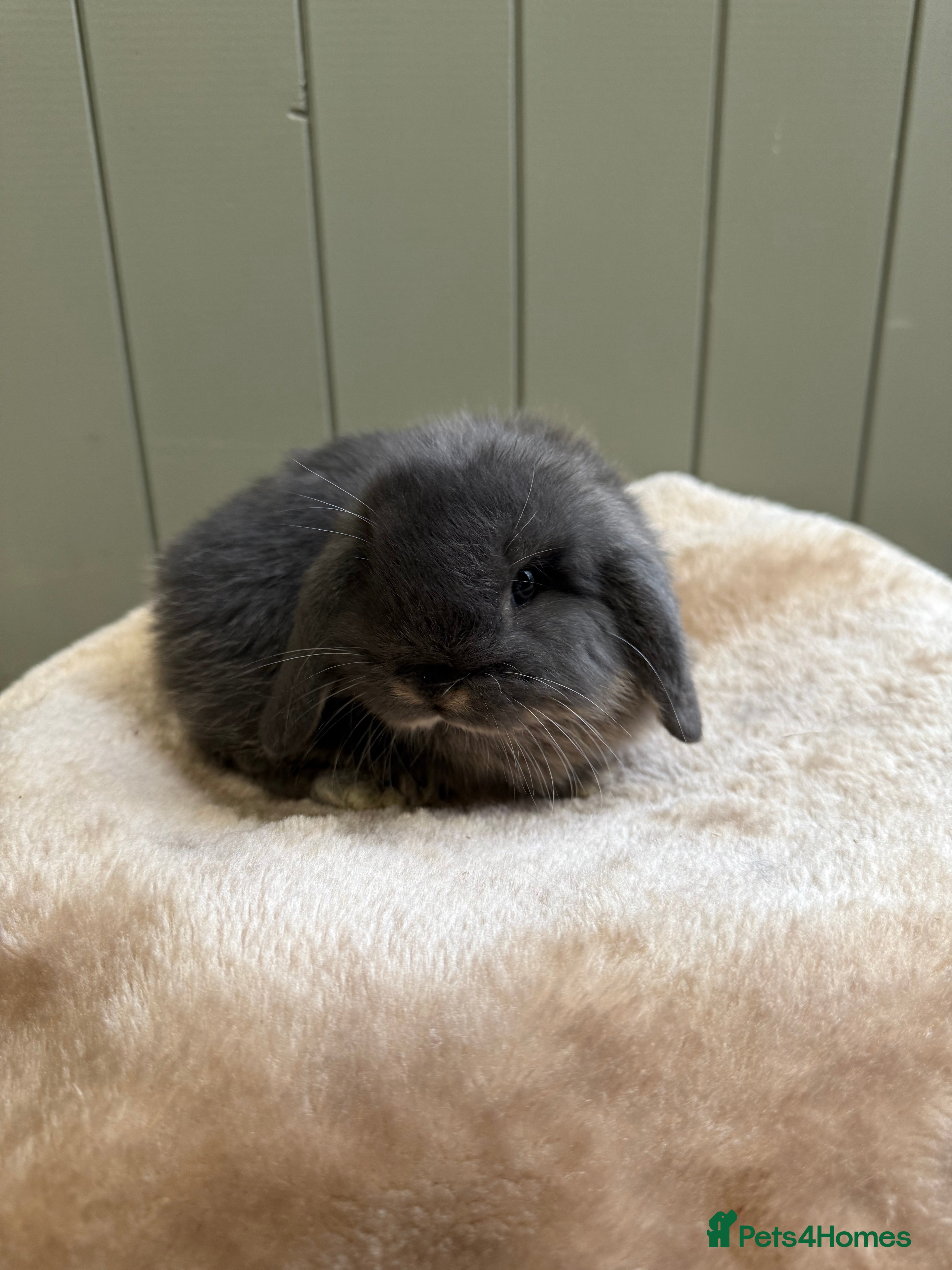 Mini Lop rabbits 🩶 Pure Bred Otter Mini Lops 🩶 - Advert 6