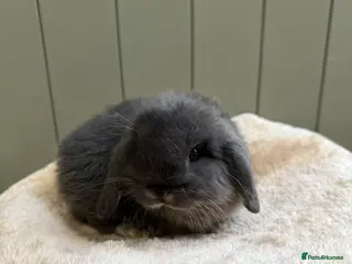 Mini Lop rabbits 🩶 Pure Bred Otter Mini Lops 🩶 - Advert 6