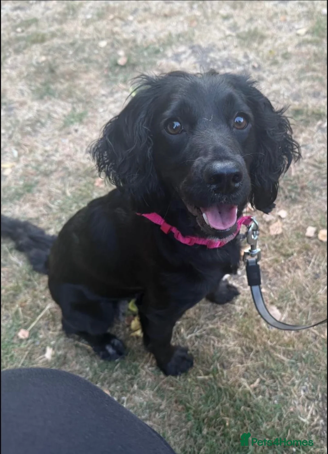 Cockapoo dogs for sale: Biscuit a beautiful cockerpoo in Stowmarket - Advert 2