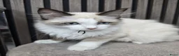 Ragdoll cats for sale: TICA Registered Pedigree Ragdoll Kittens - Advert 13