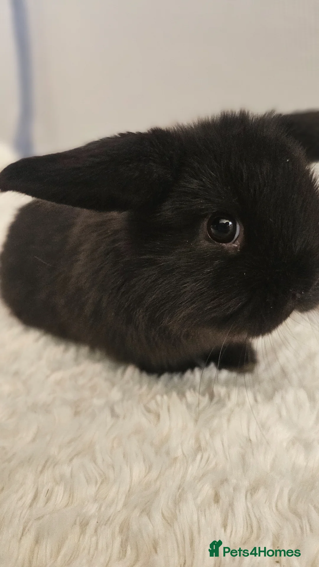 Mini Lop rabbits for sale: Beautiful Mini Lop female 12 weeks old - Advert 4