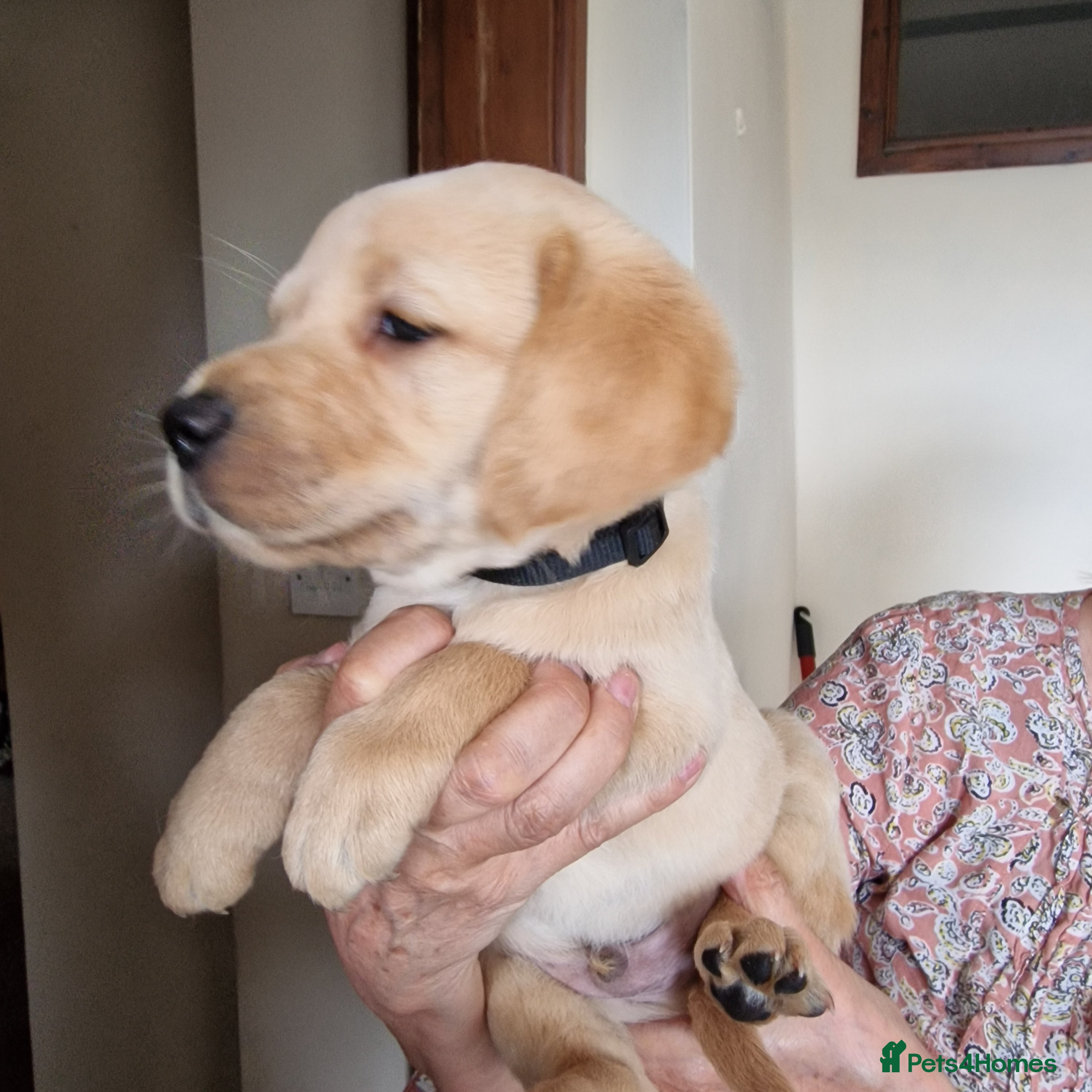 Labrador Retriever dogs Labrador Puppies - Advert 2