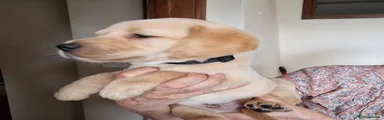 Labrador Retriever Puppy 4