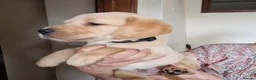 Labrador Retriever dogs for sale: Labrador Puppies - Advert 2