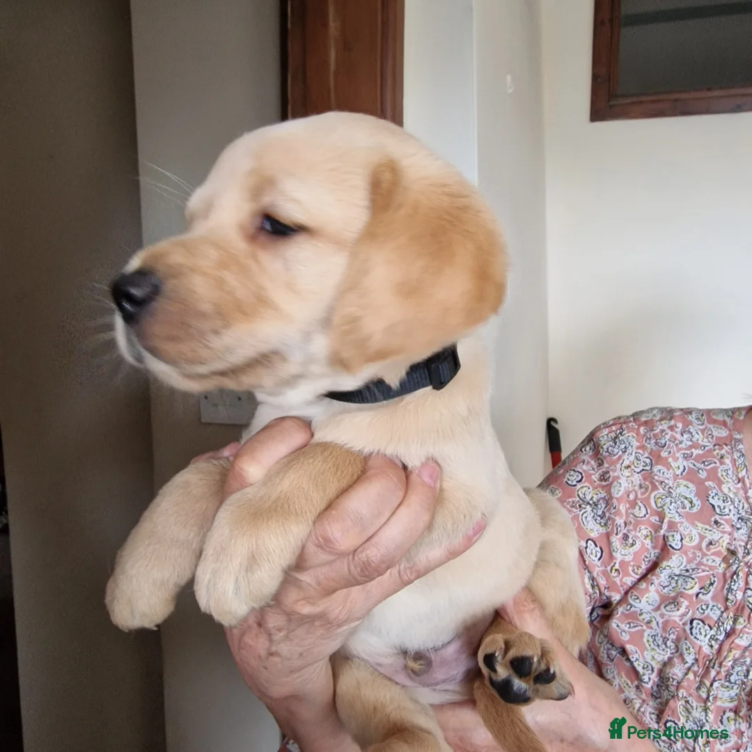 Labrador Retriever dogs for sale: Labrador Puppies - Advert 2