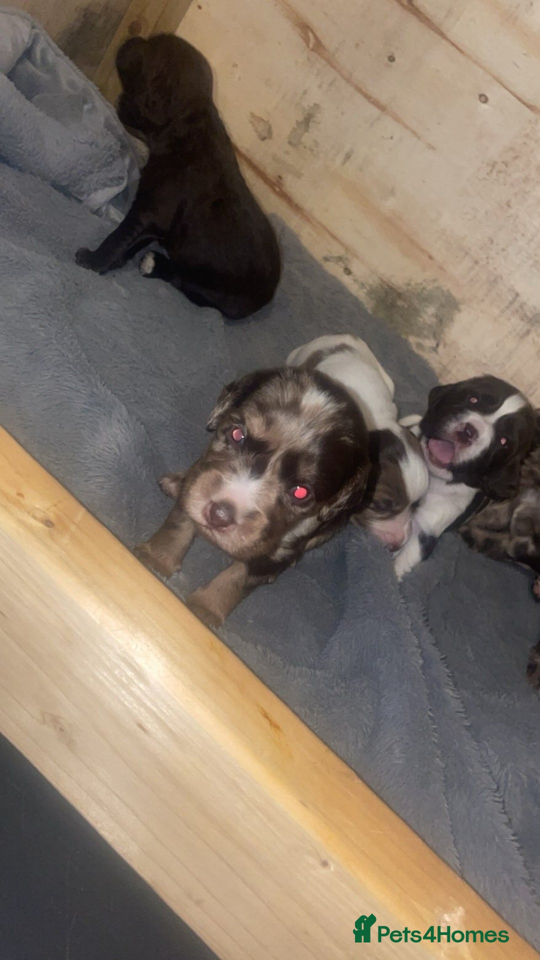 Cocker Spaniel dogs for sale: Beautiful cocker spaniels  - Advert 10