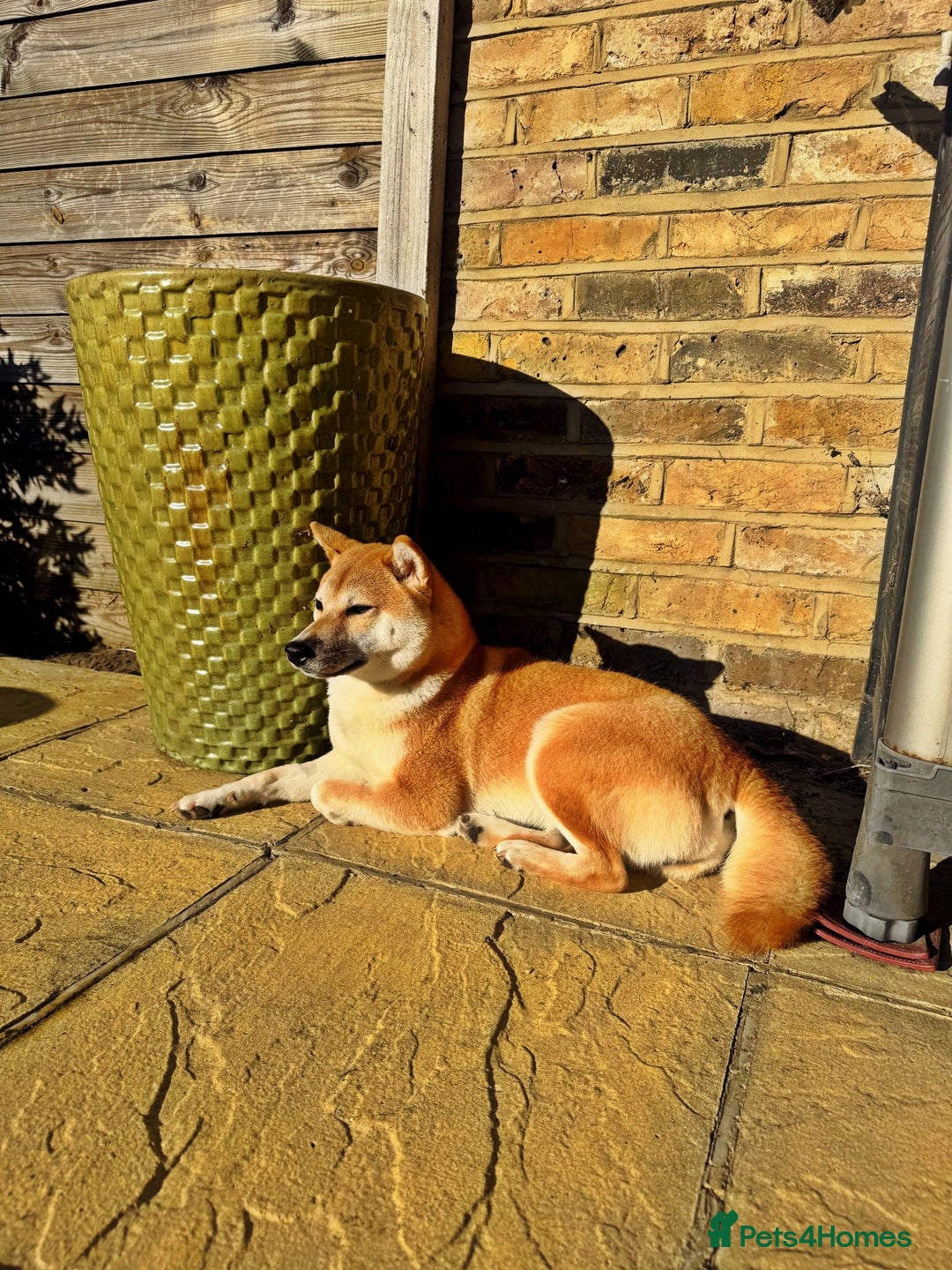 Japanese Shiba Inu dogs for sale: 🏆 CHAMPION 🏆 JAPANESE SHIBA INU チャンピオン 🇯🇵  - Advert 5