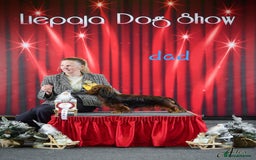 Dachshund dogs for sale: 5 beautiful long-haired Dachshunds pupps - Image 26