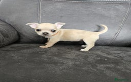Chihuahua dogs for sale: Chihuahua for sale  - Image 11