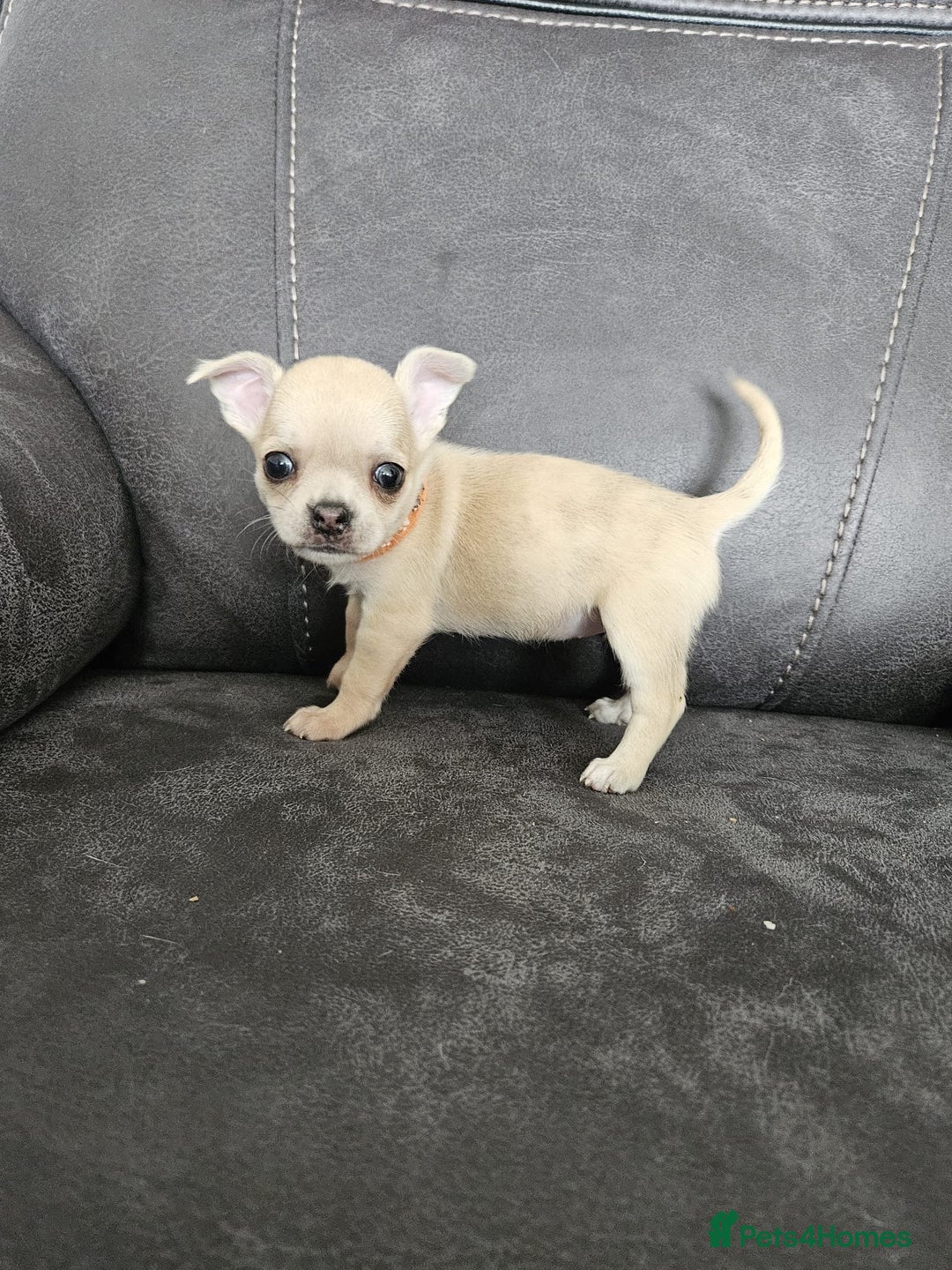 Chihuahua dogs for sale: Chihuahua for sale  - Image 11