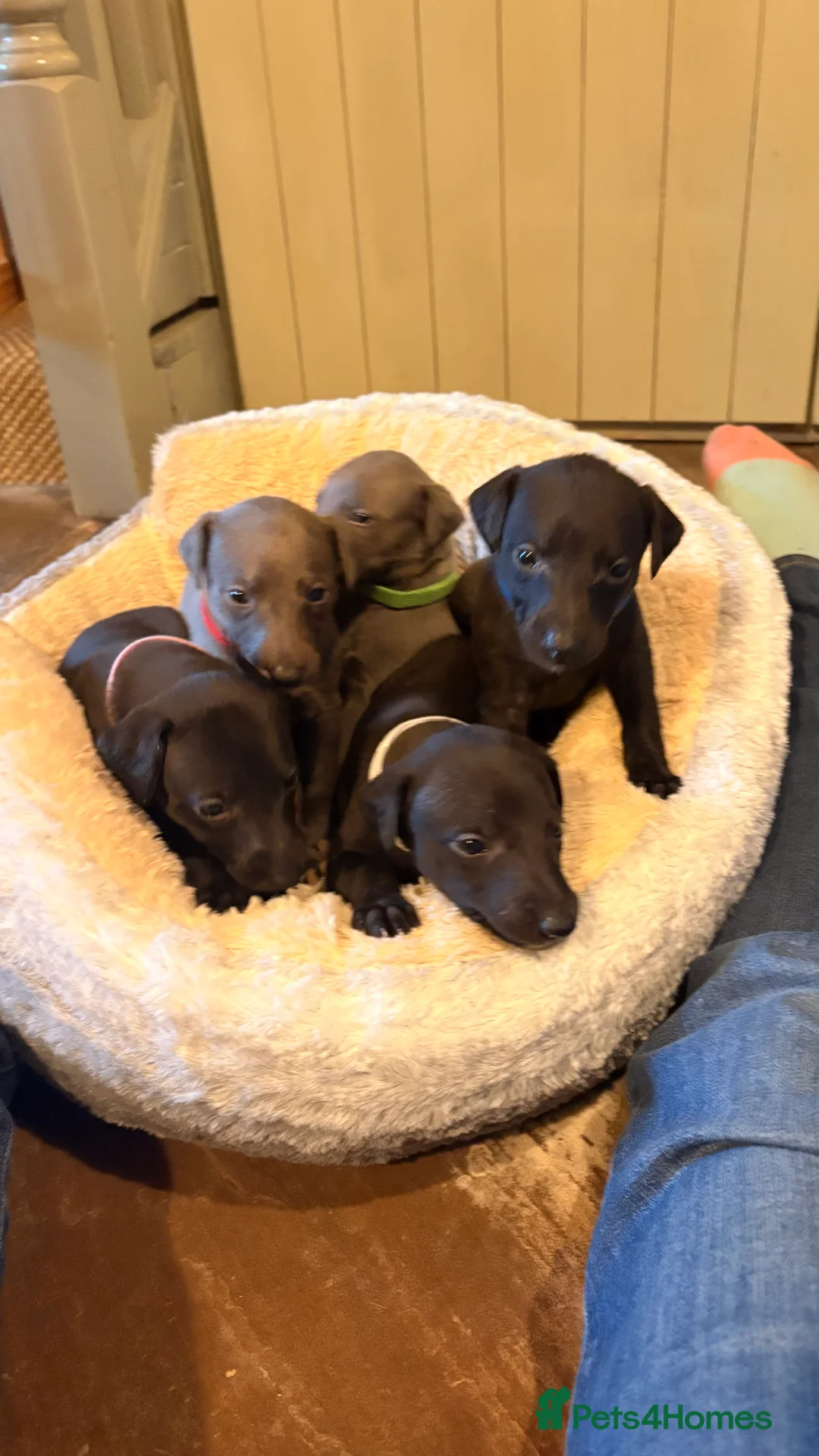 Whippet dogs for sale: KC whippet puppies - Advert 1