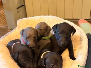 Whippet dogs KC whippet puppies - Advert 9