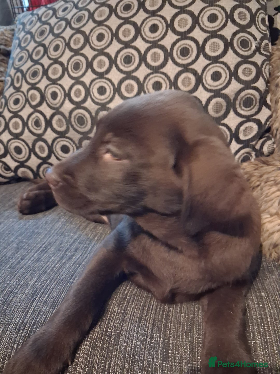 Labrador Retriever dogs for sale: ***chocolate labrador puppy*** - Advert 6