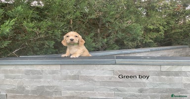 Cocker Spaniel dogs - Advert 5