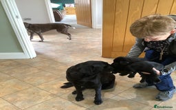 Labrador Retriever dogs for sale: Top class working Labrador pups - Image 4