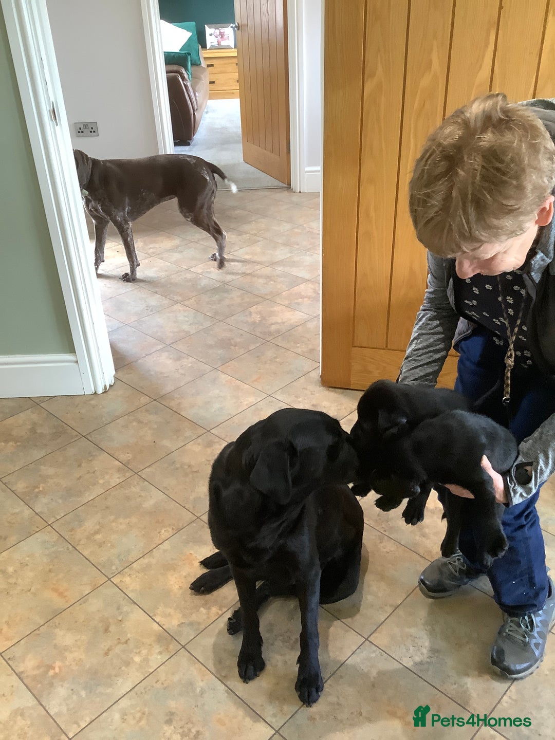 Labrador Retriever dogs for sale: Top class working Labrador pups - Image 4