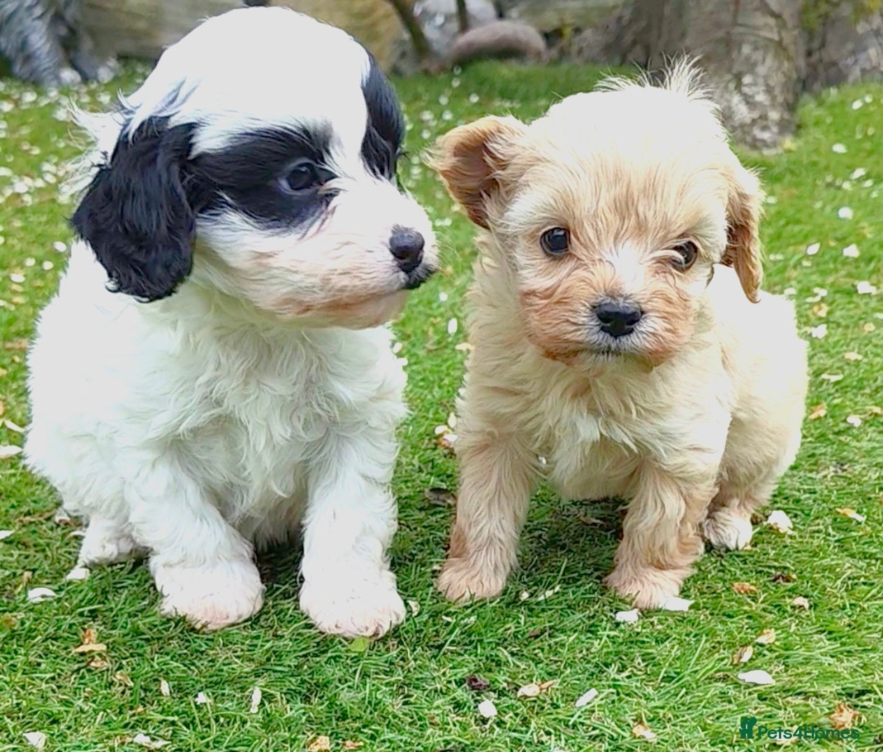 Cavapoo dogs Unique🌈Litter F1 Cavapoo's Health Tested  - Advert 3