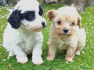 Cavapoo dogs Unique🌈Litter F1 Cavapoo's Health Tested - Advert 13