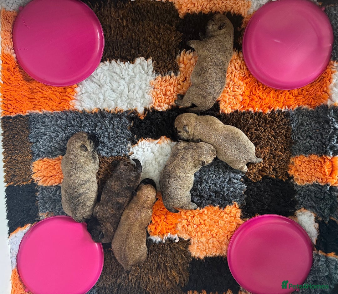 Cairn Terrier dogs for sale: Quality Cairn male pup available 8th August - Image 12