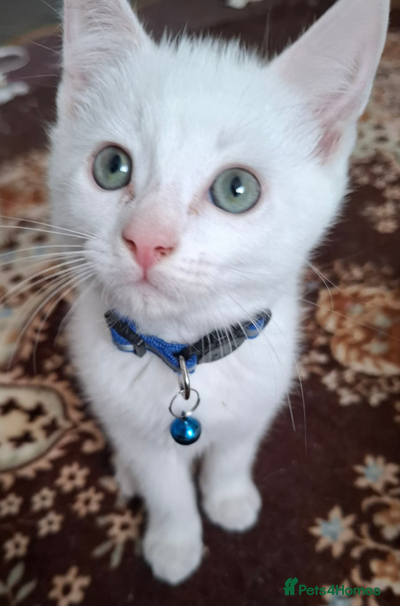 Mixed Breed cats for sale: 3 White Boy Kittens For Sale - Advert 3