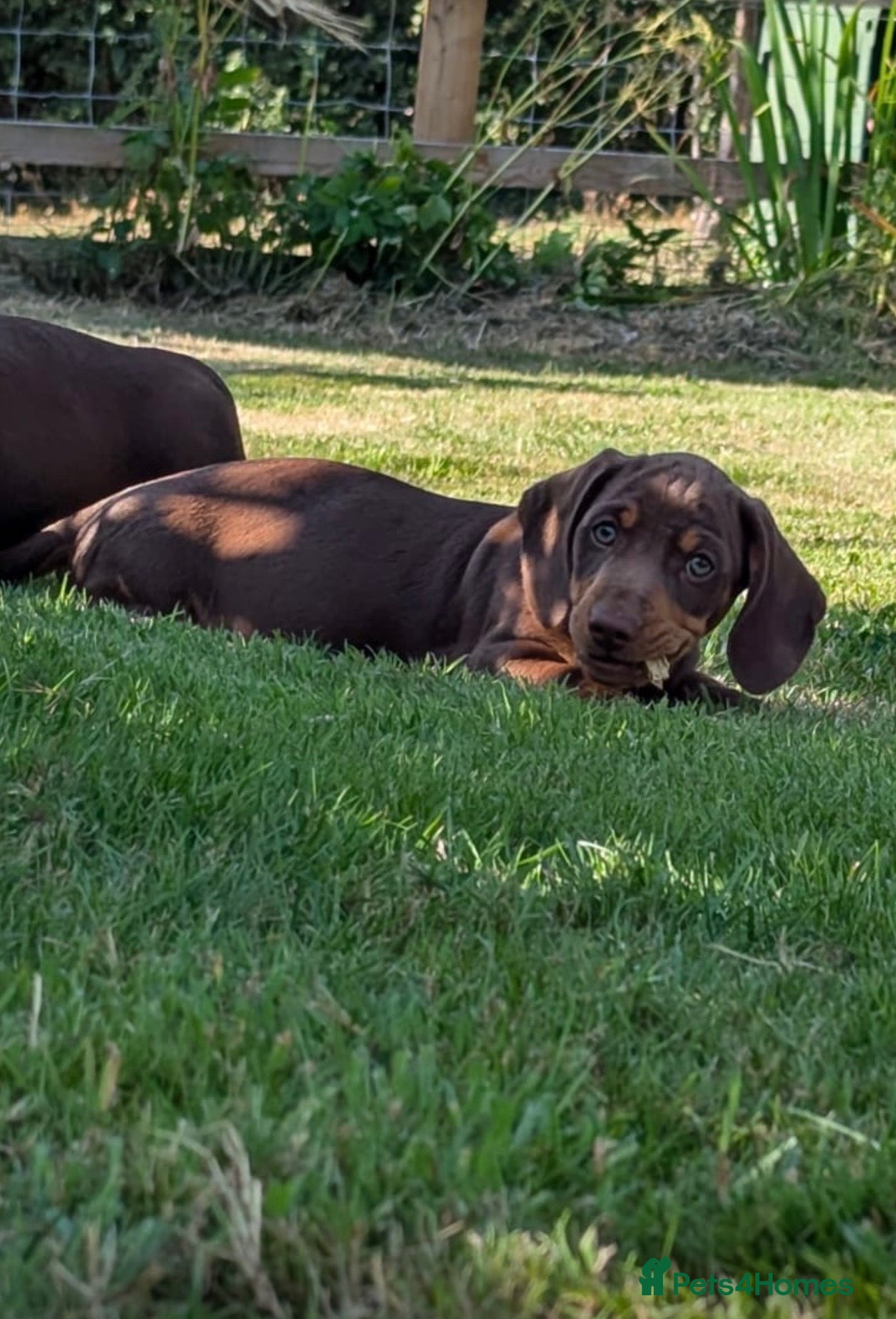 Miniature Dachshund dogs ONE Gorgeous boy Health tested KC parents  - Advert 1
