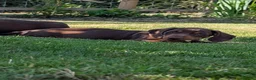 Miniature Dachshund dogs for sale: ONE Gorgeous boy Health tested KC parents  - Advert 1