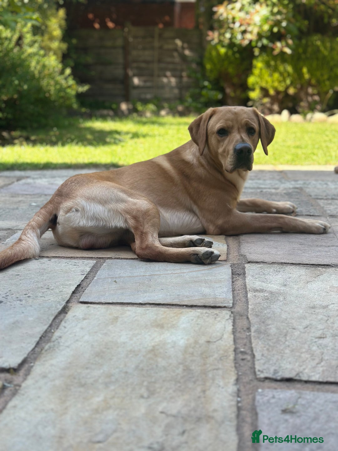 Labrador Retriever dogs for sale: Seb the lab - Image 3