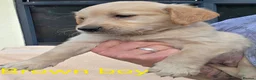 Golden Retriever dogs for sale: Extensively Health Tested Kc Reg Pups in Doncaster - Advert 16