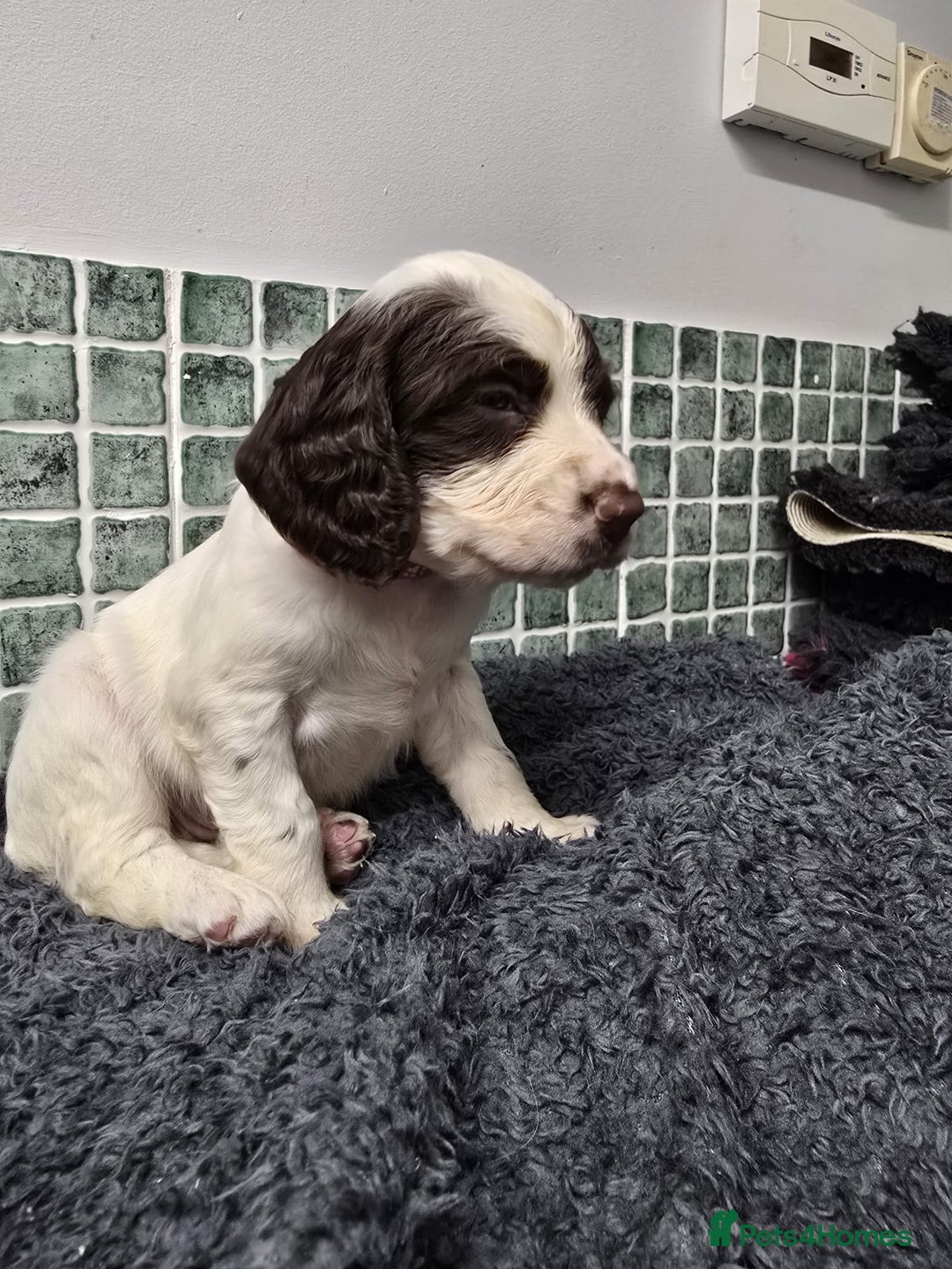 Sprocker dogs for sale: Sprocker Puppies - Advert 18