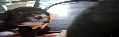 Cockapoo 2